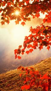 Welcome Fall with the new iPhone! fall iphone wallpaper