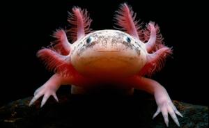 Welcome to the World of Axolotls! axolotl wallpaper