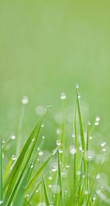 WhatsApp Chat Grass Dew whatsapp chat wallpaper