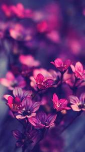 WhatsApp Chat Magenta Flower whatsapp chat wallpaper