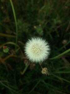 WhatsApp DP Dandelions whatsapp dp wallpaper
