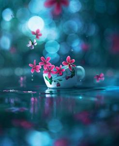 WhatsApp DP Flower Cup whatsapp dp wallpaper