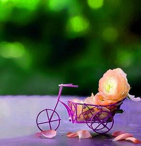WhatsApp DP Rose Bicycle Cart whatsapp dp wallpaper