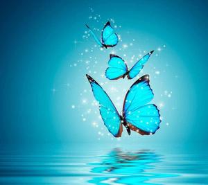 WhatsApp DP Sparkling Butterflies whatsapp dp wallpaper