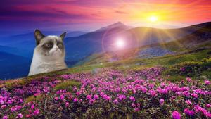 When life gives you loveliness, you still find ways to grumble meme wallpaper