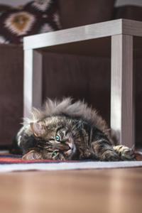 Whimsical Maine Coon embracing the Cute Cat Aesthetic. cute cat aesthetic wallpaper
