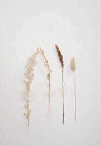 White Aesthetic Dried Flowers white aesthetic wallpaper