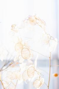 White Aesthetic Floral Decor white aesthetic wallpaper