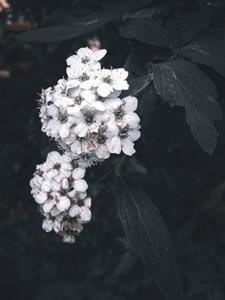 White Aesthetic Flowers Photograph white aesthetic wallpaper