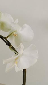 White Aesthetic Orchid white aesthetic wallpaper
