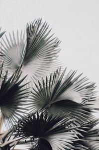 White Aesthetic Palm Tree white aesthetic wallpaper