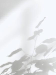 White Aesthetic Plant Shadow white aesthetic wallpaper