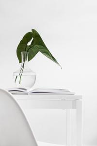 White Aesthetic Plant white aesthetic wallpaper