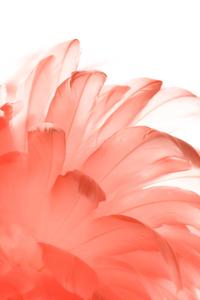 White Aesthetic Red Feathers white aesthetic wallpaper