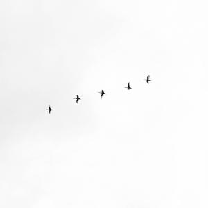 White Aesthetic Sky With Birds white aesthetic wallpaper