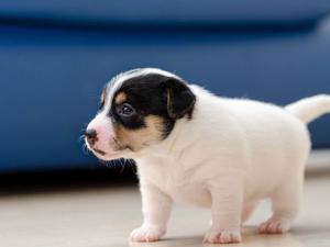 White And Black Puppy Picture puppy wallpaper