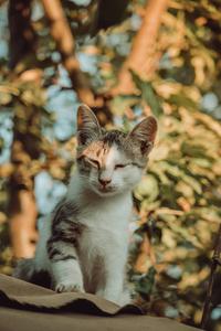 White And Brown Cat On Brown Leaves meme wallpaper