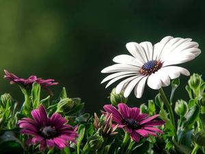 White and Purple Nature Flower nature flower wallpaper