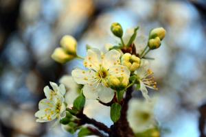 White Cherry Blossom Branch cherry blossom wallpaper