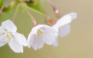 White Cherry Blossom Flowers cherry blossom wallpaper