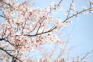 White Cherry Blossoms In Spring cherry blossom wallpaper