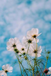 White Cosmo Flower Picture flower wallpaper