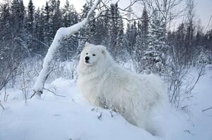 White Dog In Winter winter wallpaper
