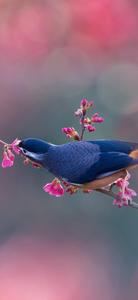White-Eared Sybia iPhone 13 Pro iphone 13 pro wallpaper