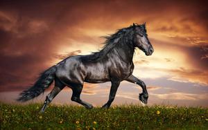 White Horse Majestically Running horse wallpaper