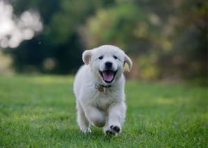 White Puppy Picture puppy wallpaper