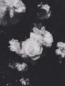 White Roses In Black Aesthetic Background black aesthetic wallpaper