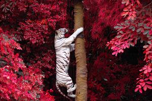 White Tiger At Tree Trunk tiger wallpaper