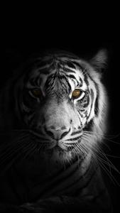 White Tiger Close Up Black And White PFP black and white pfp wallpaper