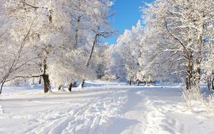White Trees In Winter winter wallpaper