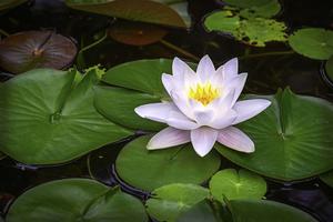 White Water Lily Flower Picture flower wallpaper