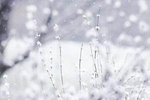 White Winter Flowers winter wallpaper