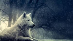 White Wolf Sitting in Wilderness wolf wallpaper