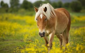 Wild beauty of the Australian outback on horseback horse wallpaper