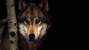 Wild Grey Wolf Glancing Quickly at the Camera wolf wallpaper