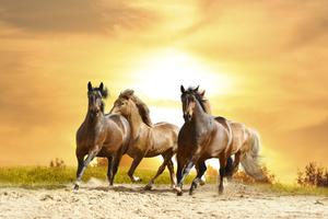 Wild horses at sunset horse wallpaper