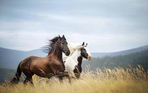 Wild horses run free in the open pasture horse wallpaper