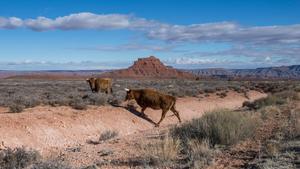 Wild Oxen In Desert cute summer wallpaper