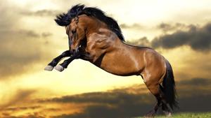 Wild Stallion admiring the beauty of the forest