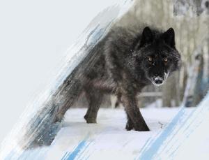 Wild Wolf Howling During A Full Moon wolf wallpaper