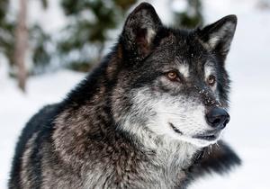 Wild Wolf in Nature wolf wallpaper