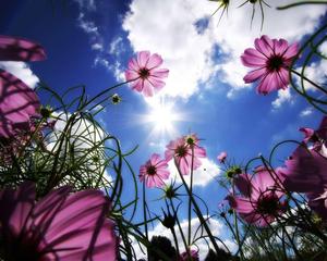 Wildflower Blooms Softly Across the Green Fields flower wallpaper