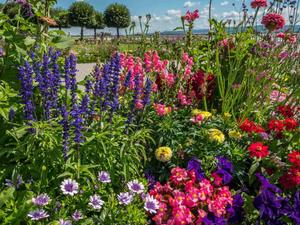 Wildflower Garden Picture flower wallpaper