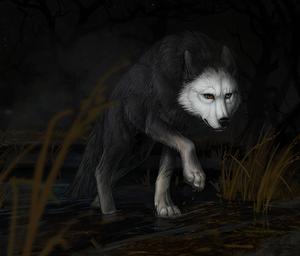 Wily and Wise Wolf wolf wallpaper