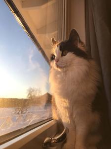Window Cute Cat PFP cute cat pfp wallpaper