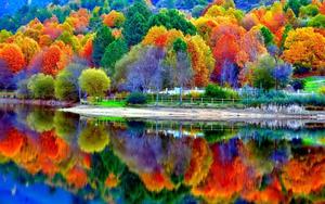 Windows 11 4K Colorful Trees windows 11 4k wallpaper